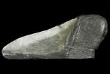 Fossil Megalodon Tooth Paper Weight #130864-1